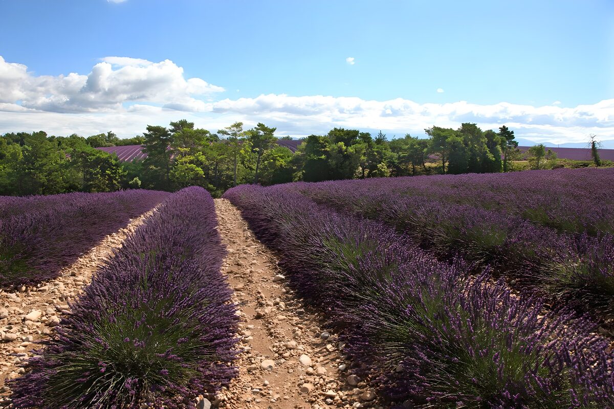 Sunlit lavender rows beneath a blue sky