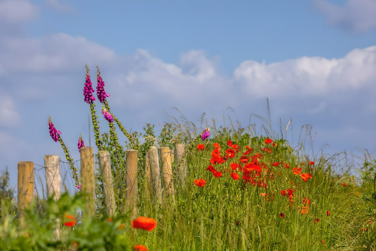 Poppies and foxgloves in summer light