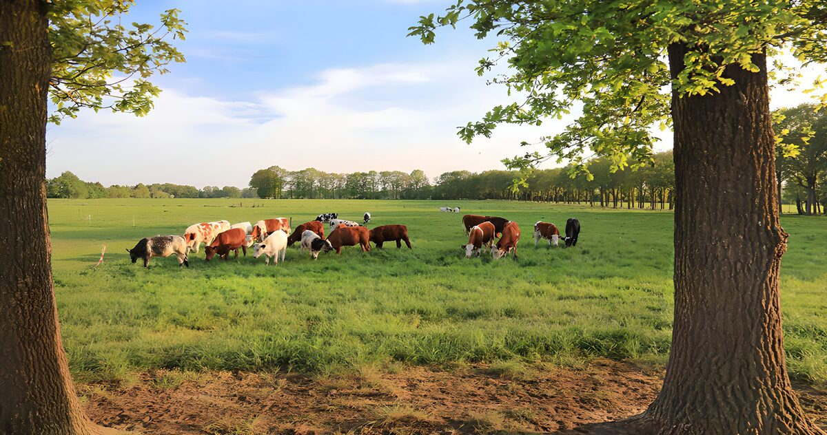 Cattle at ease between two trees