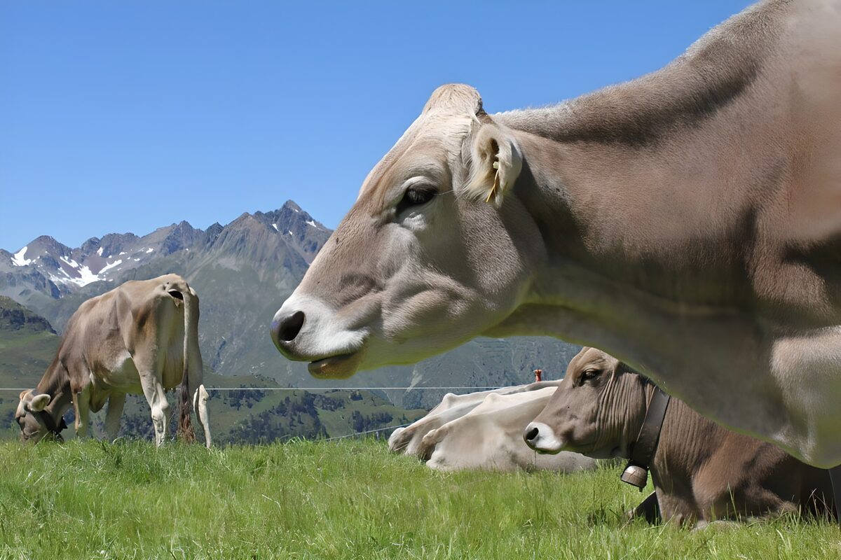 Cows in a sunlit mountain meadow