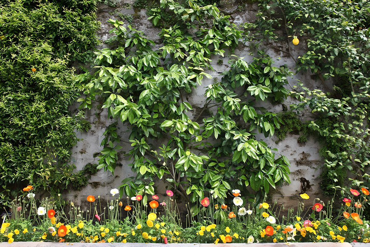 Colourful flowers by a timeworn garden wall