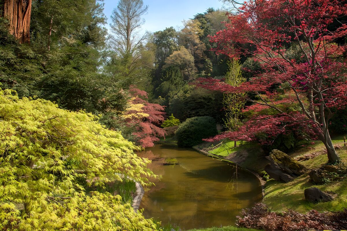 Sunlit maples around a garden pond