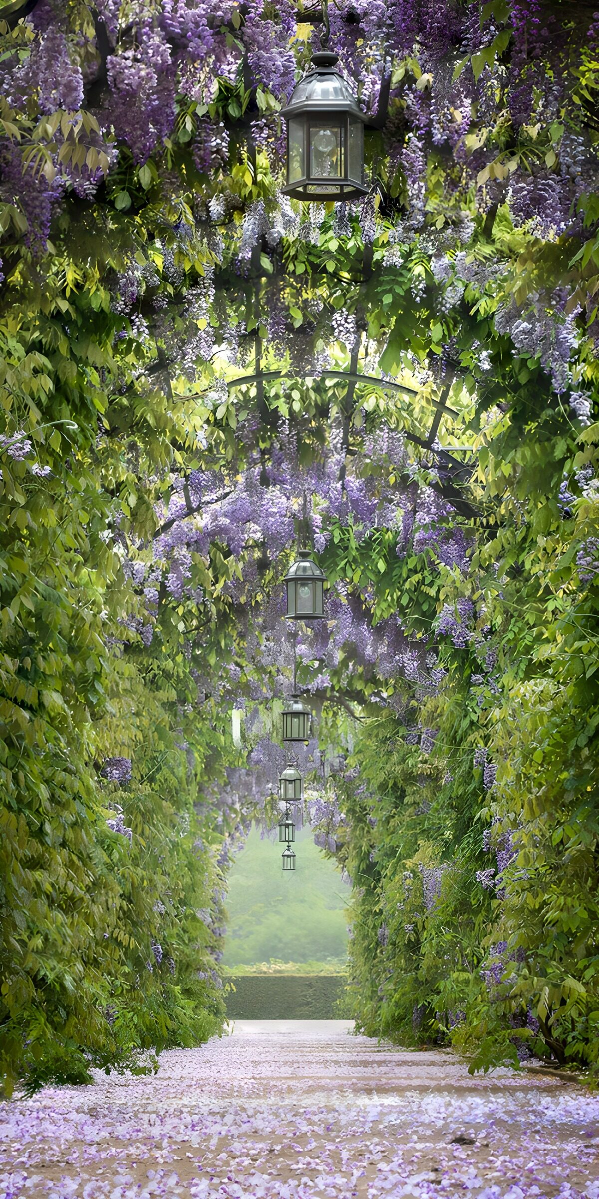 Wisteria tunnel in soft lilac bloom
