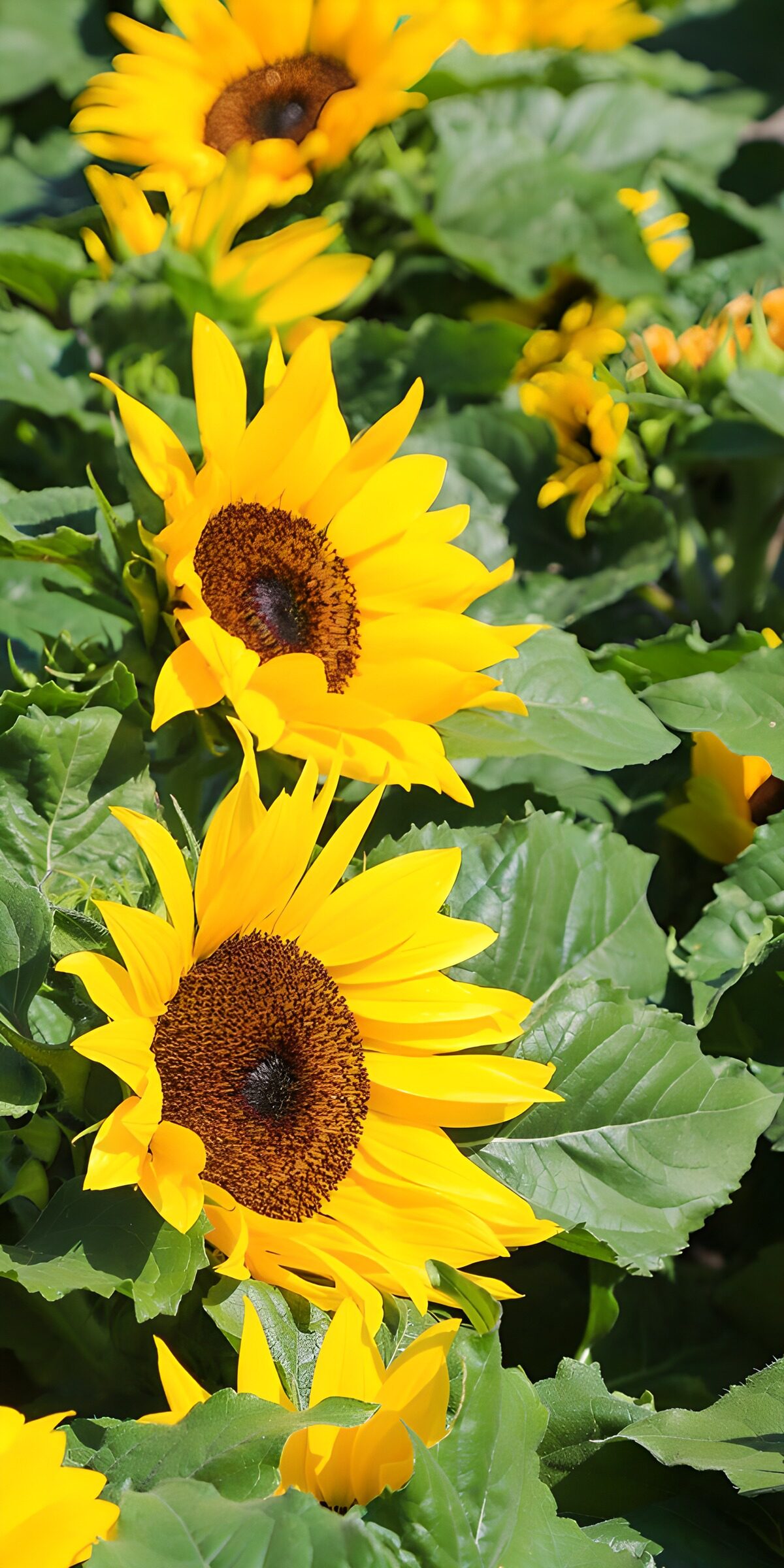 Yellow sunflowers in sunlit greenery