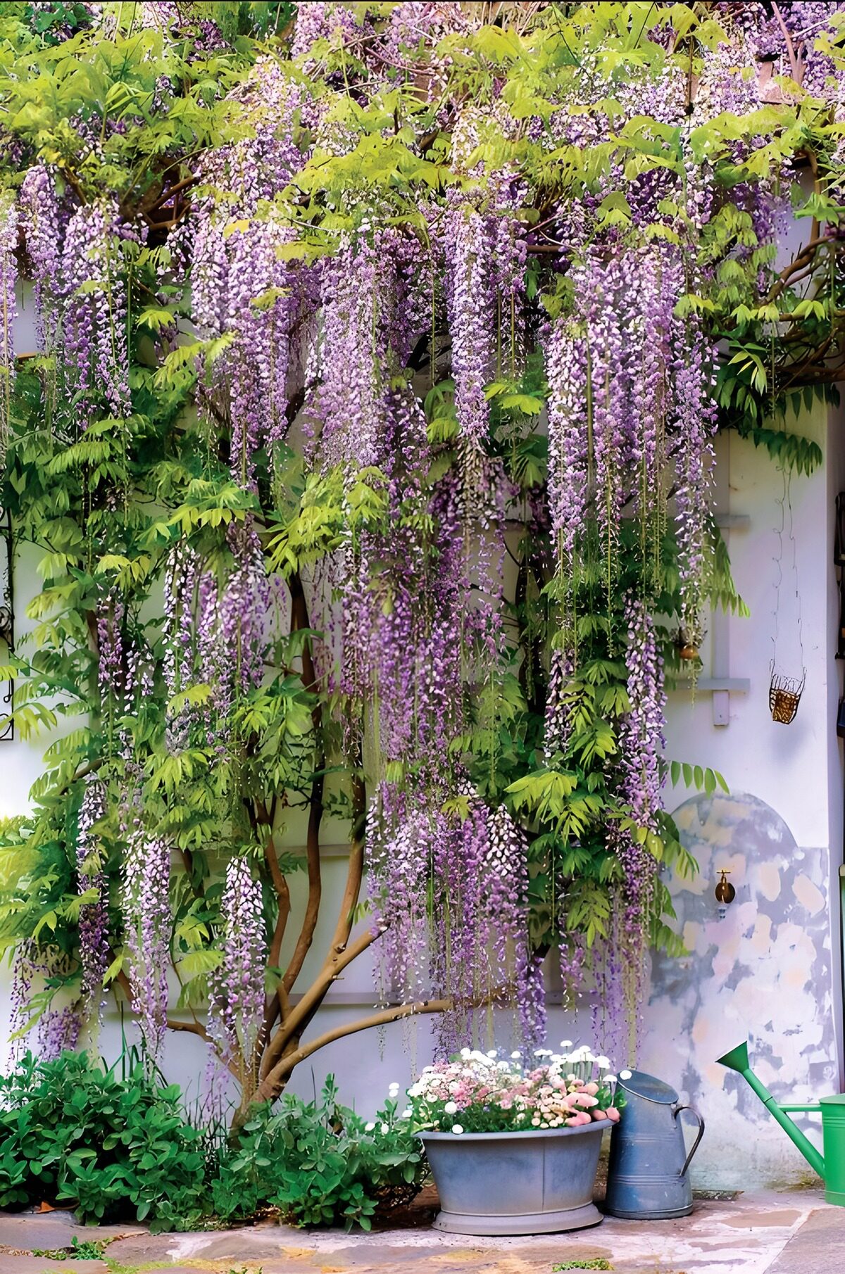 Sunlit wisteria on a white wall