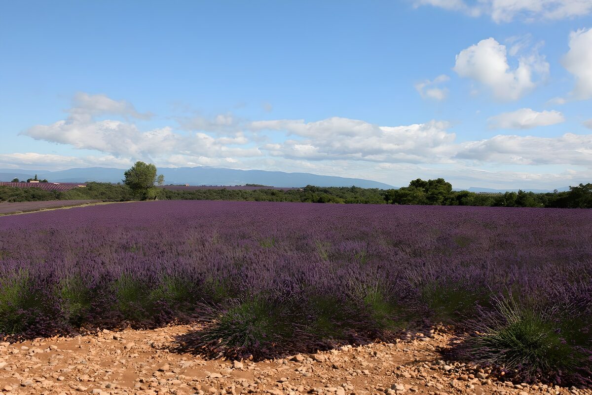 Lavender fields under a bright blue sky