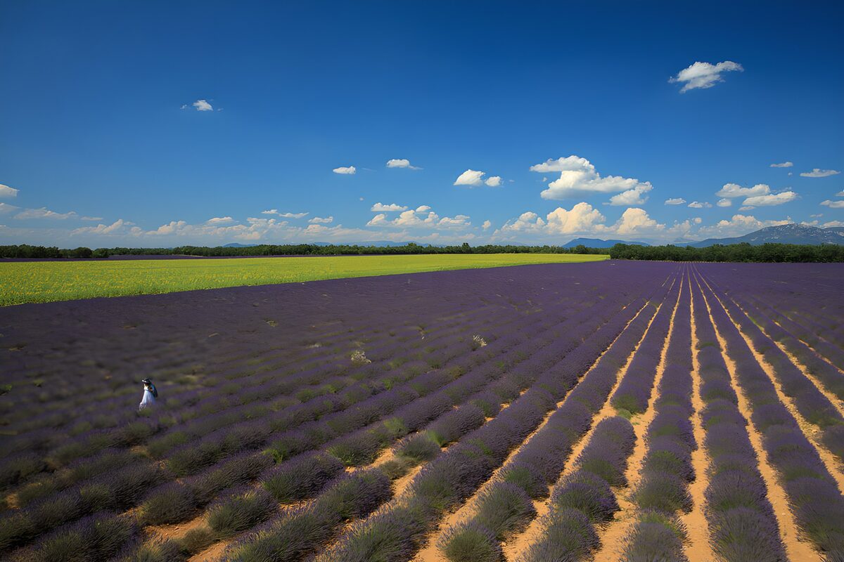 Lavender rows beneath a summer sky