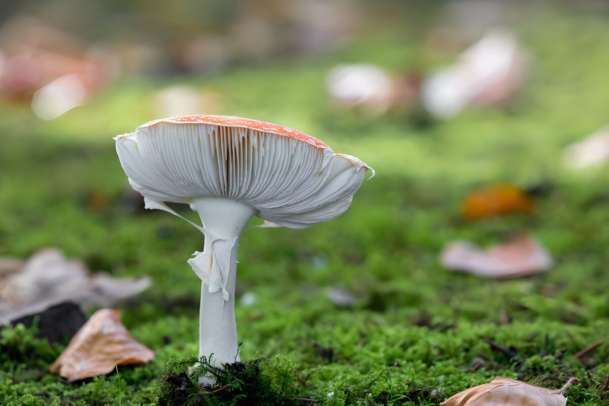 Fly agaric in soft woodland light