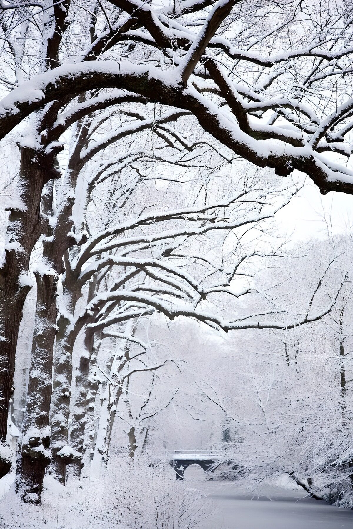 Snow-covered trees and a quiet bridge