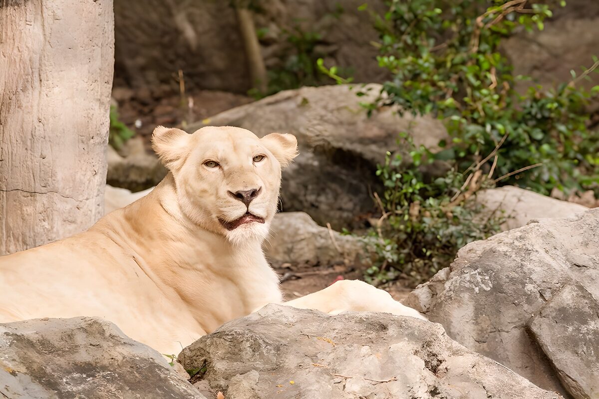 Pale lioness resting among rocks