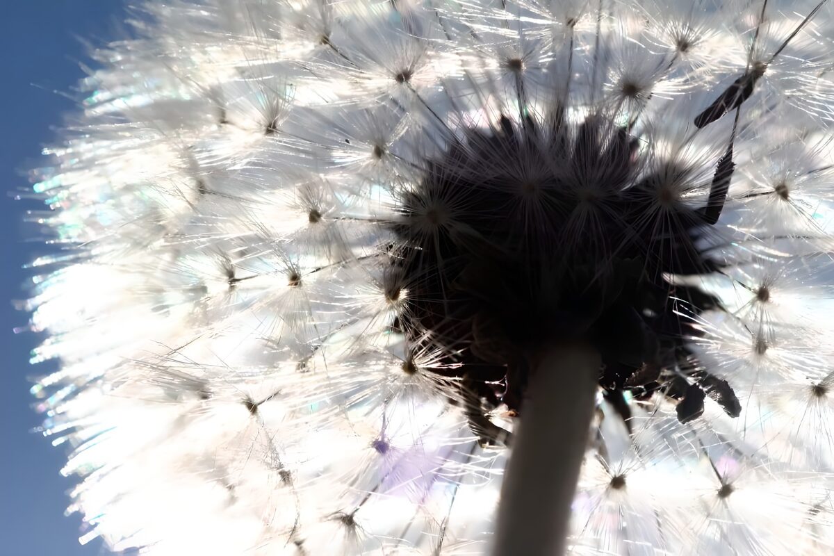Backlit dandelion against blue sky