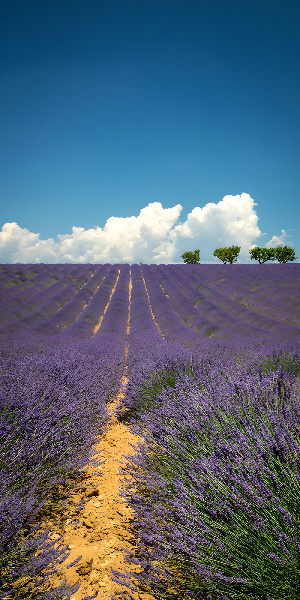 Lavender reaching for the blue