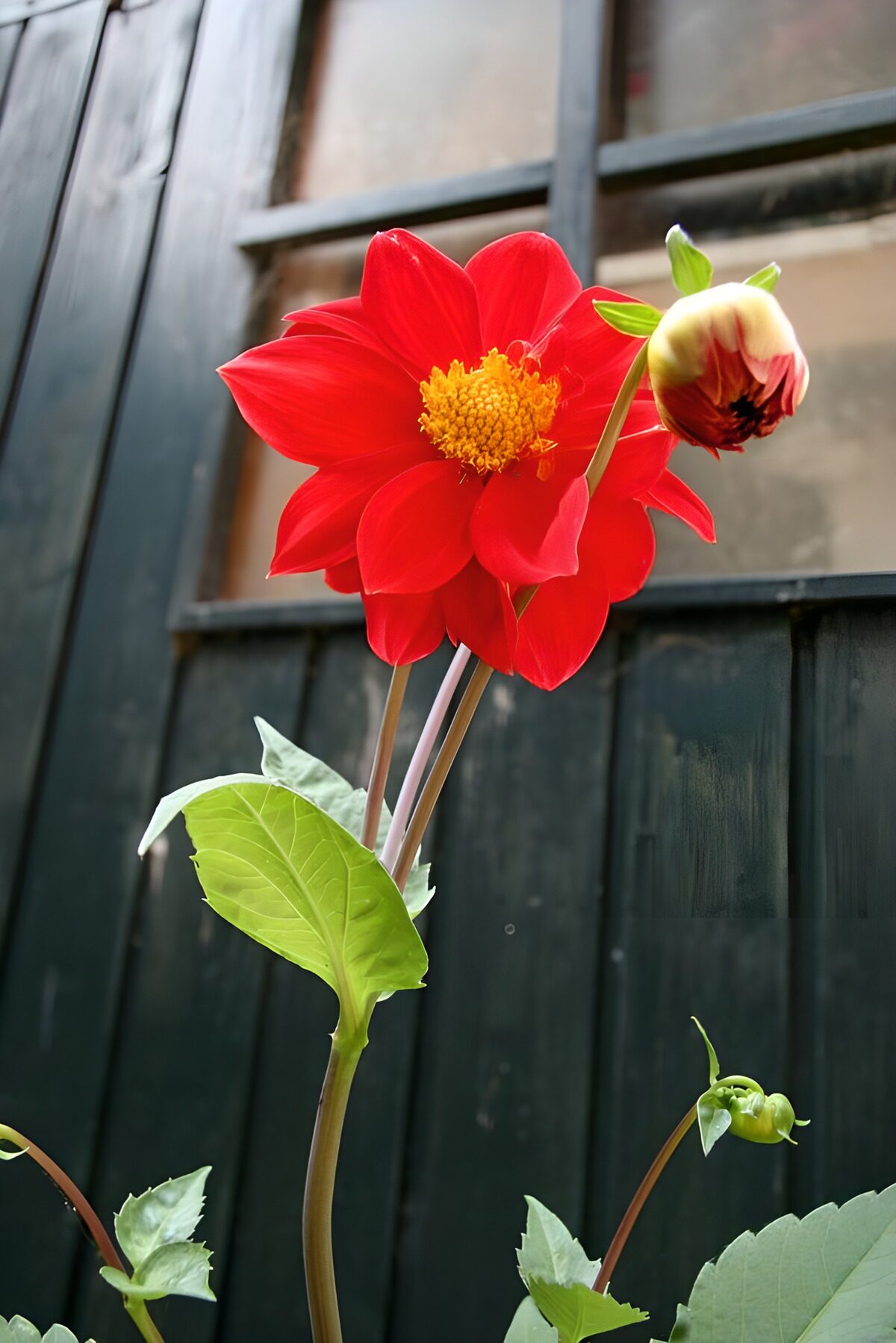 Red dahlia bright against dark wood