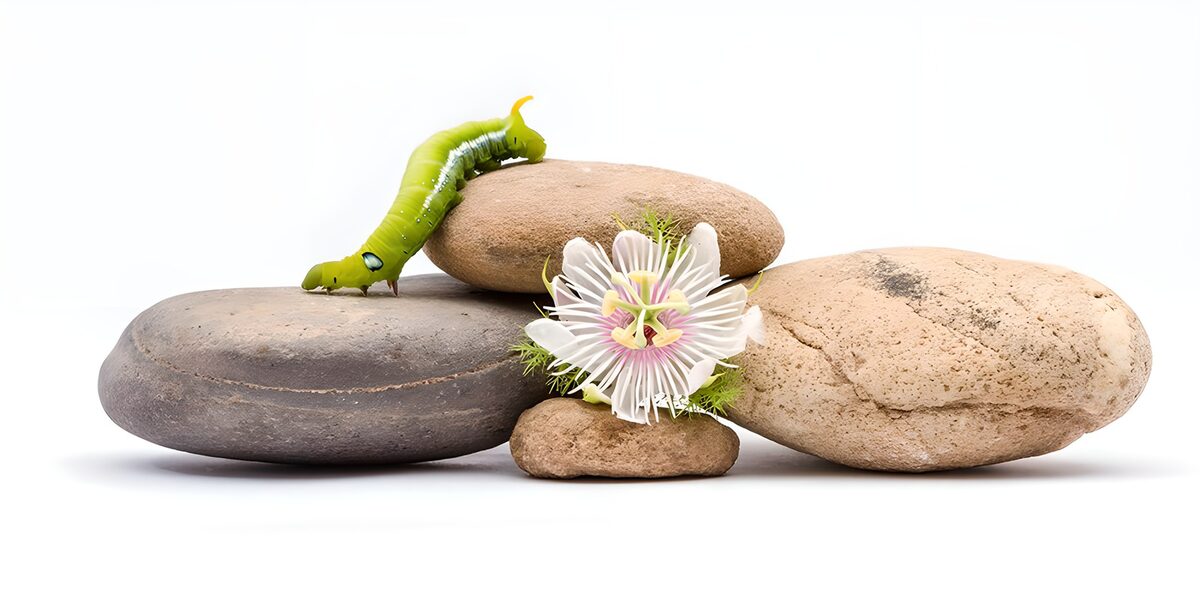 Passionflower and caterpillar on pale stones