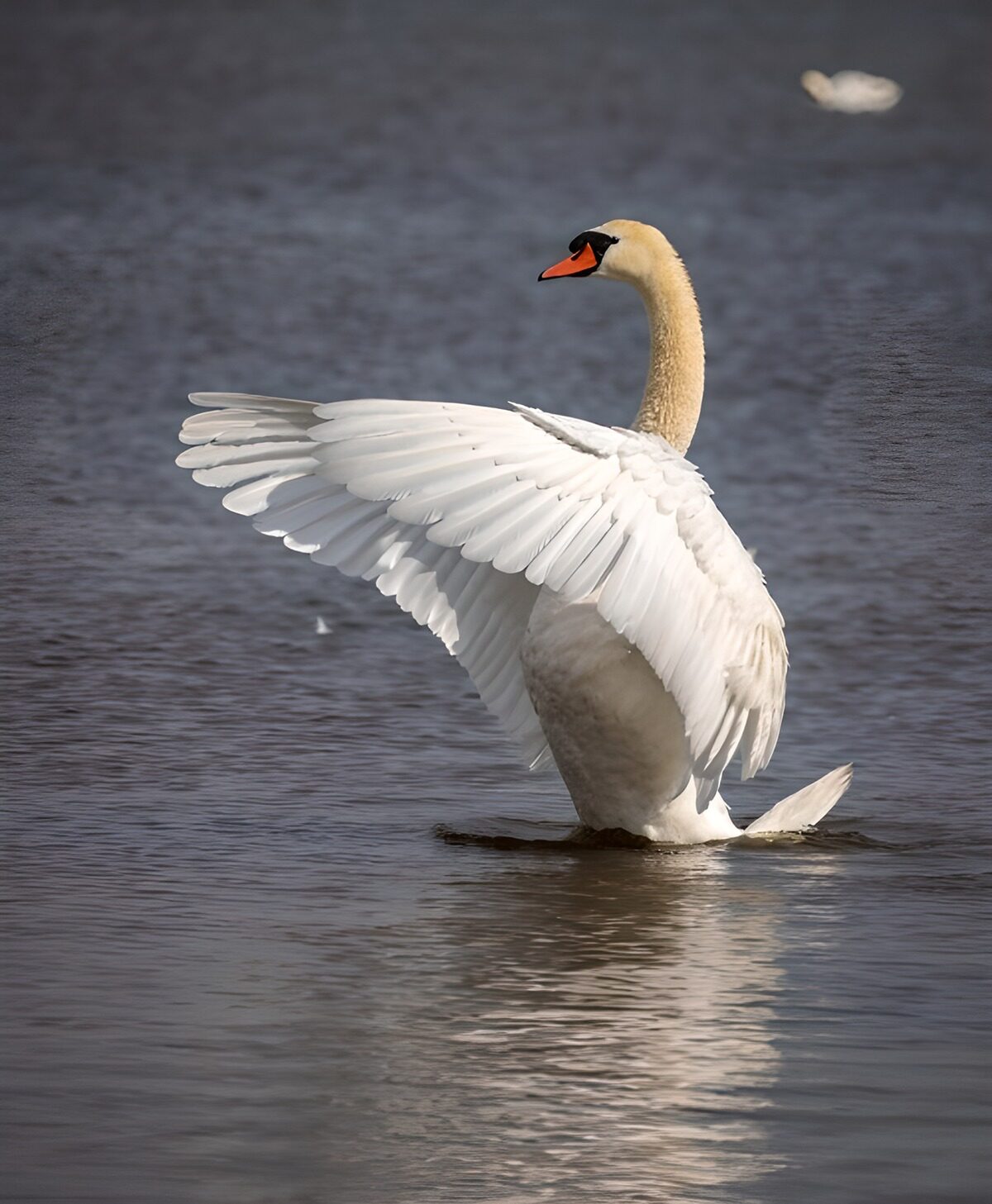 Mute swan spreading its wings in warm light