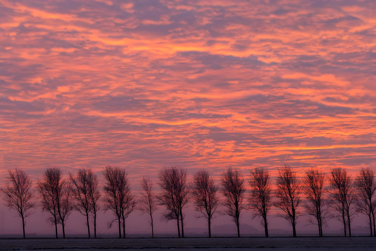Bare trees beneath a coral sunset