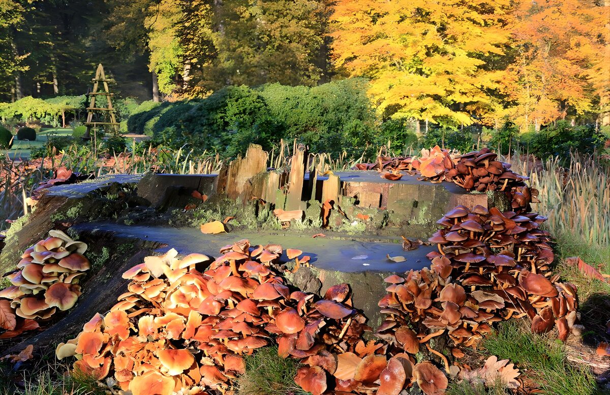 Mushroom-covered stump in autumn light