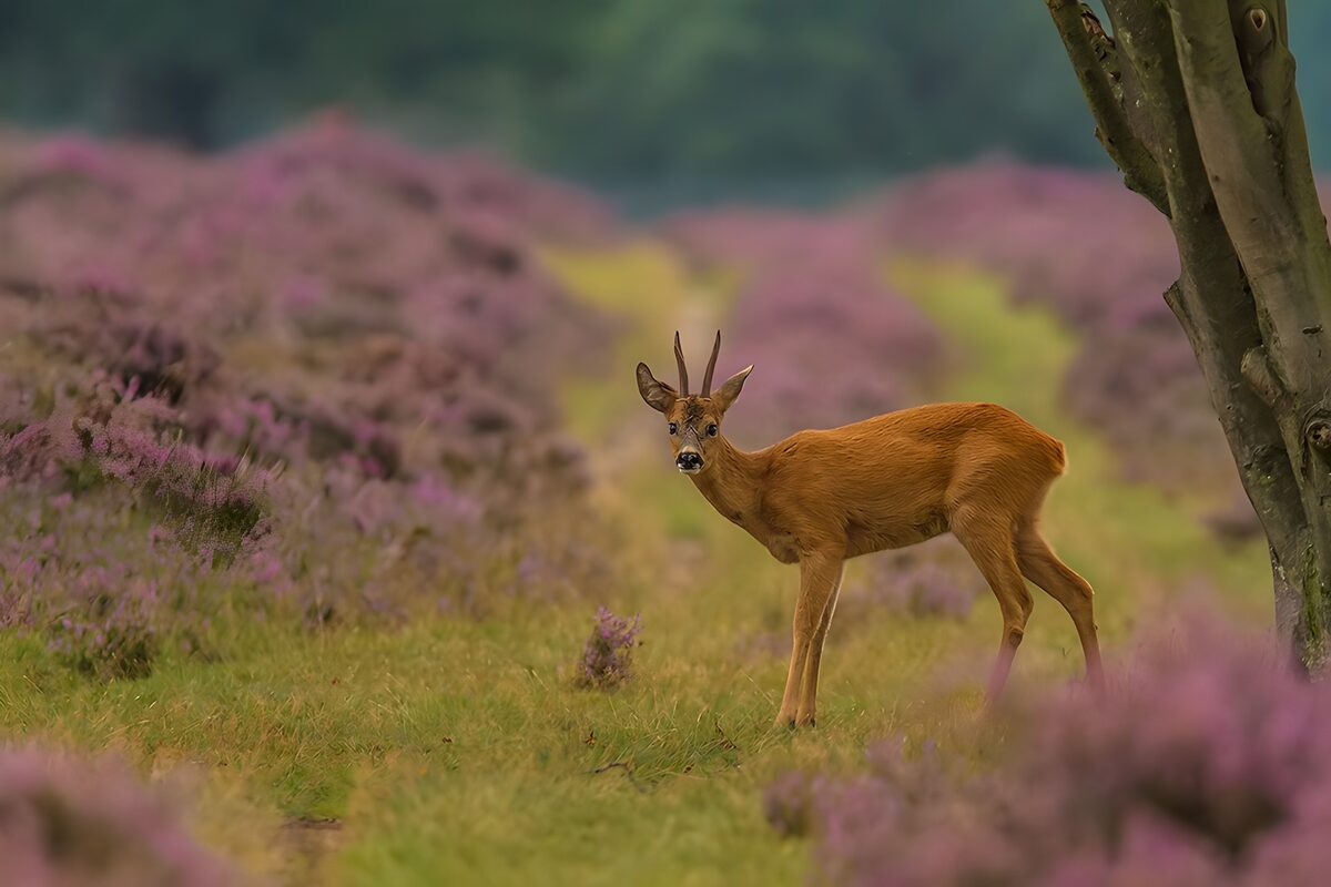 Roe buck beside a tree in purple heather