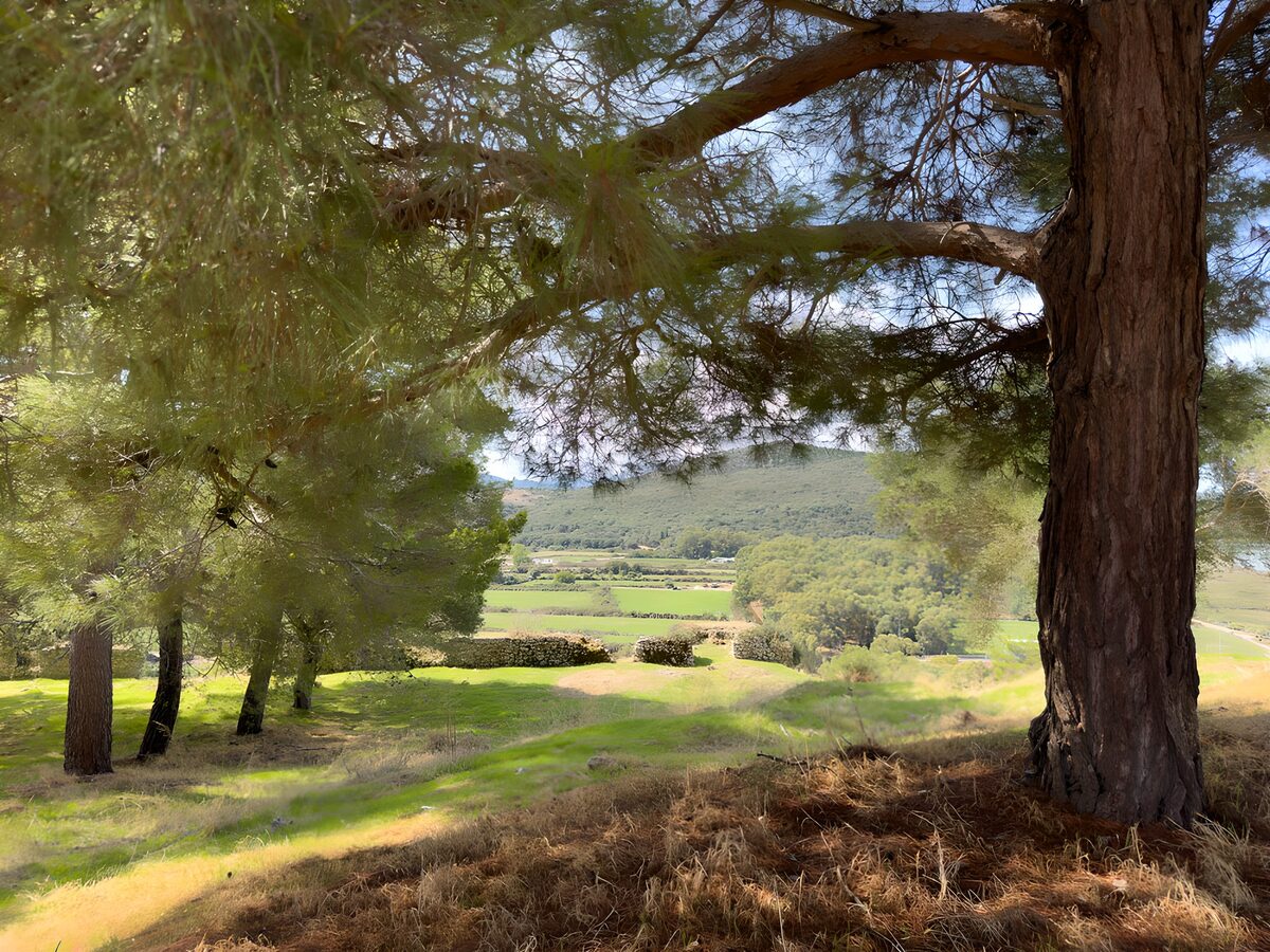 Pine trees overlooking a sunlit valley