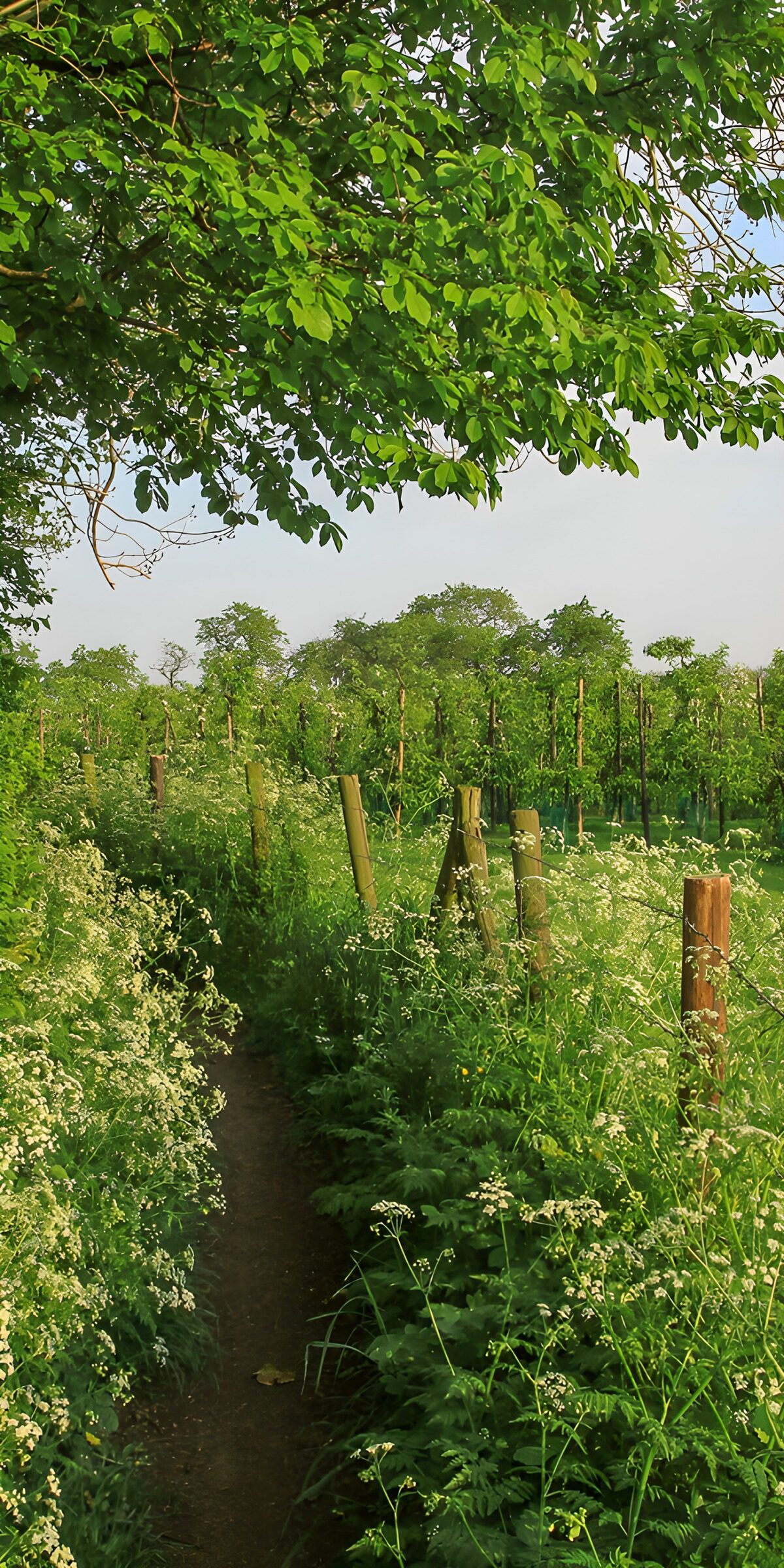 Shaded path beside a weathered fence