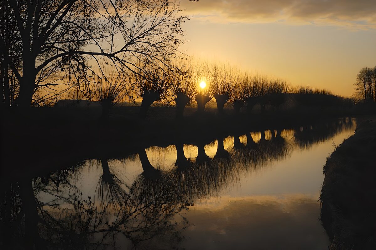 Bare trees by a golden waterway