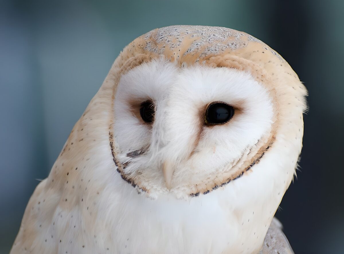 Barn owl in a watchful close-up
