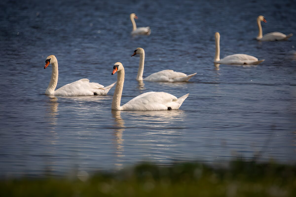 Six swans on gently rippling water