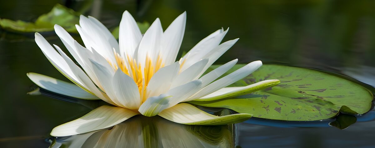 White water lily on a shaded pond