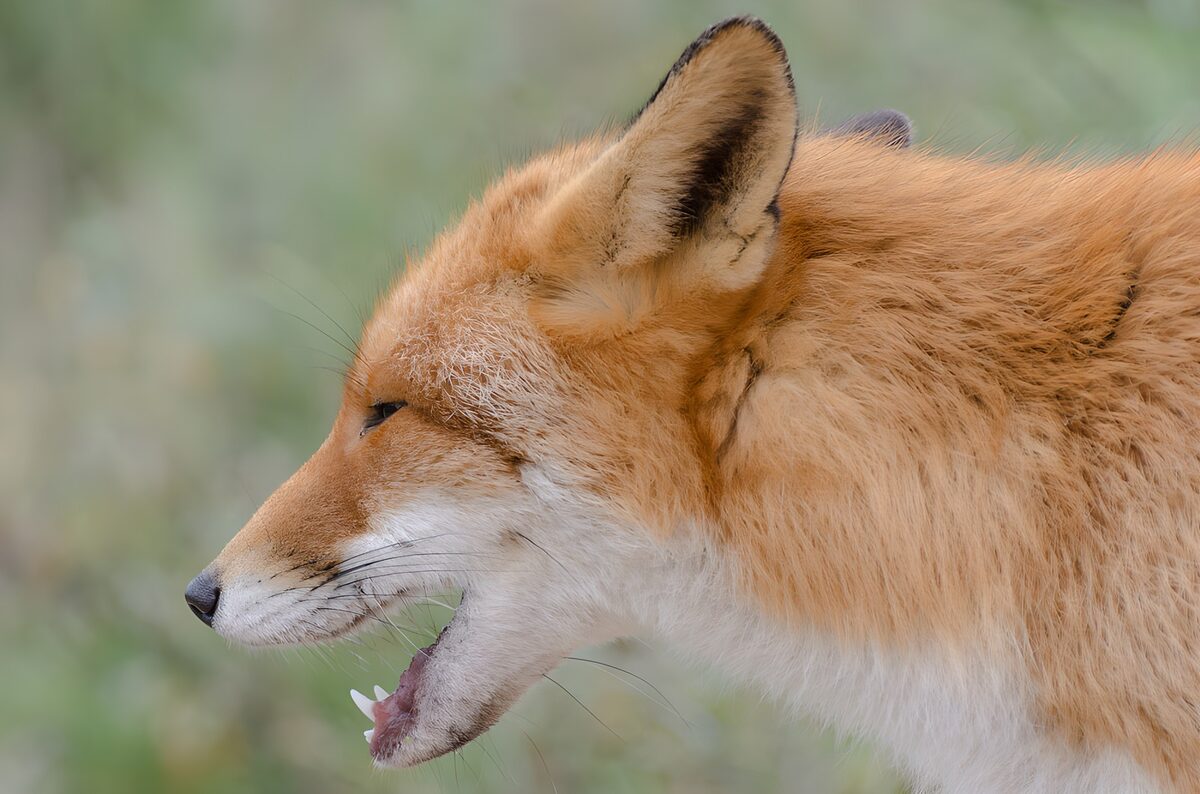 Red fox yawning in close-up
