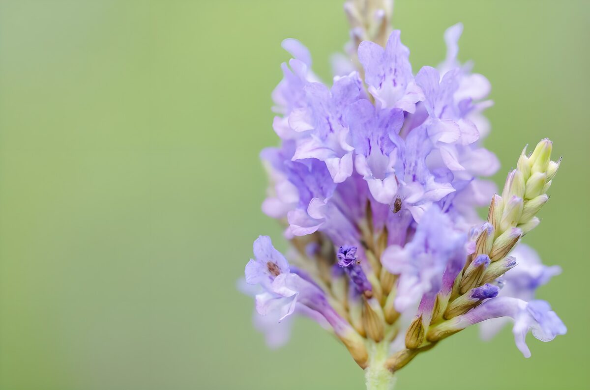 Lilac petals in a whisper of green