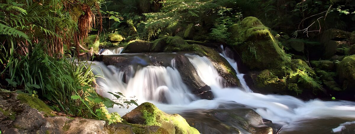Woodland stream over mossy rocks