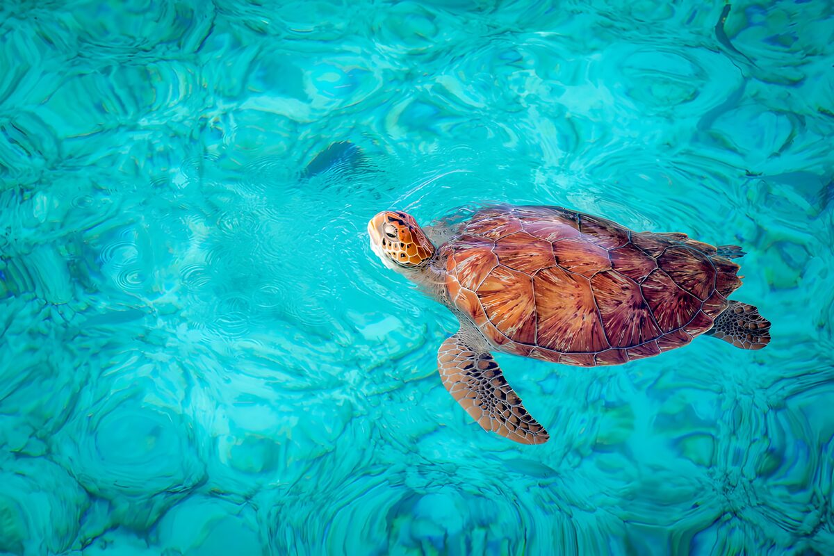 Sea turtle in sunlit turquoise water