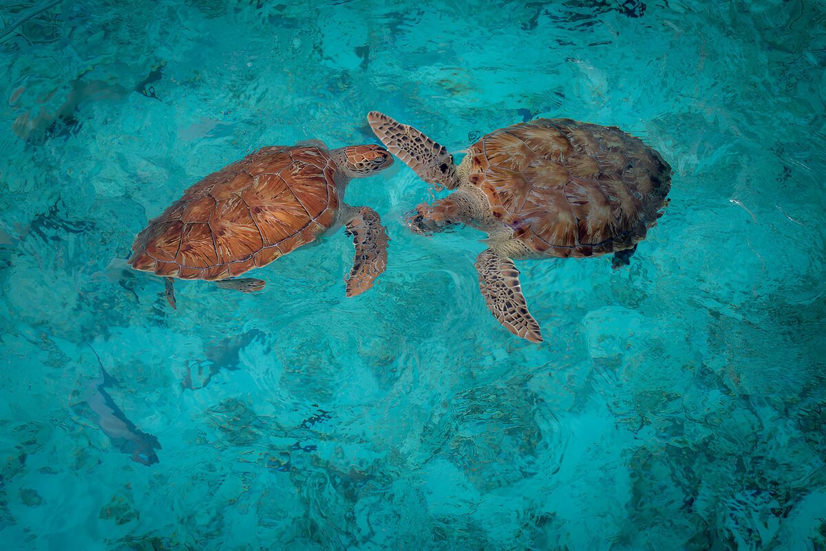 Two sea turtles in calm turquoise water