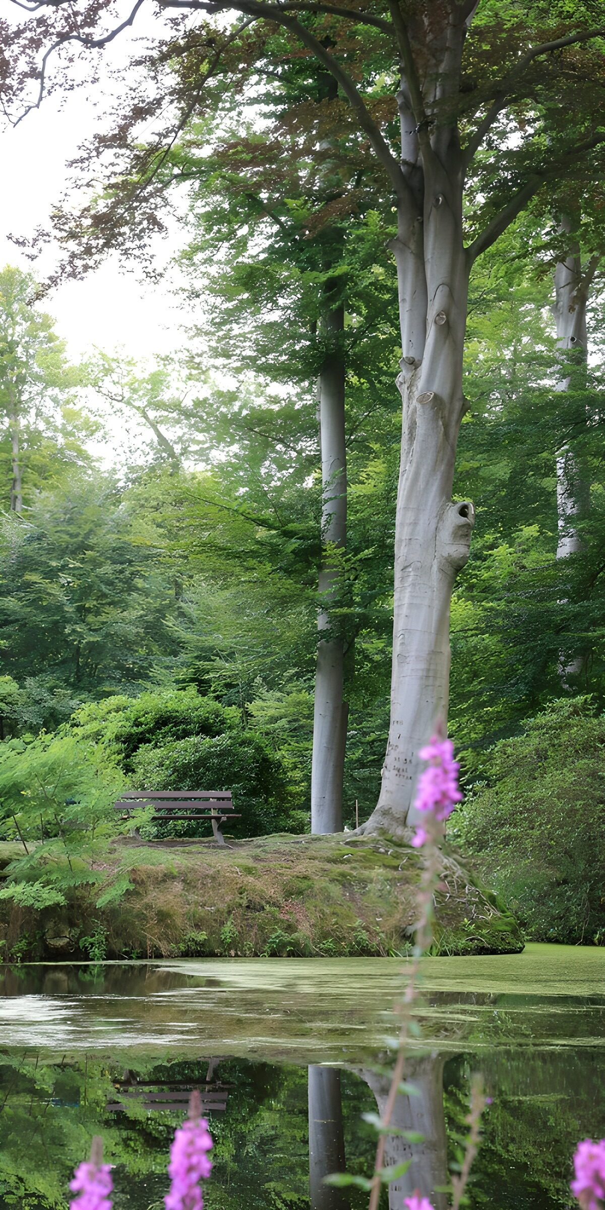 Bench beside a pond in leafy shade