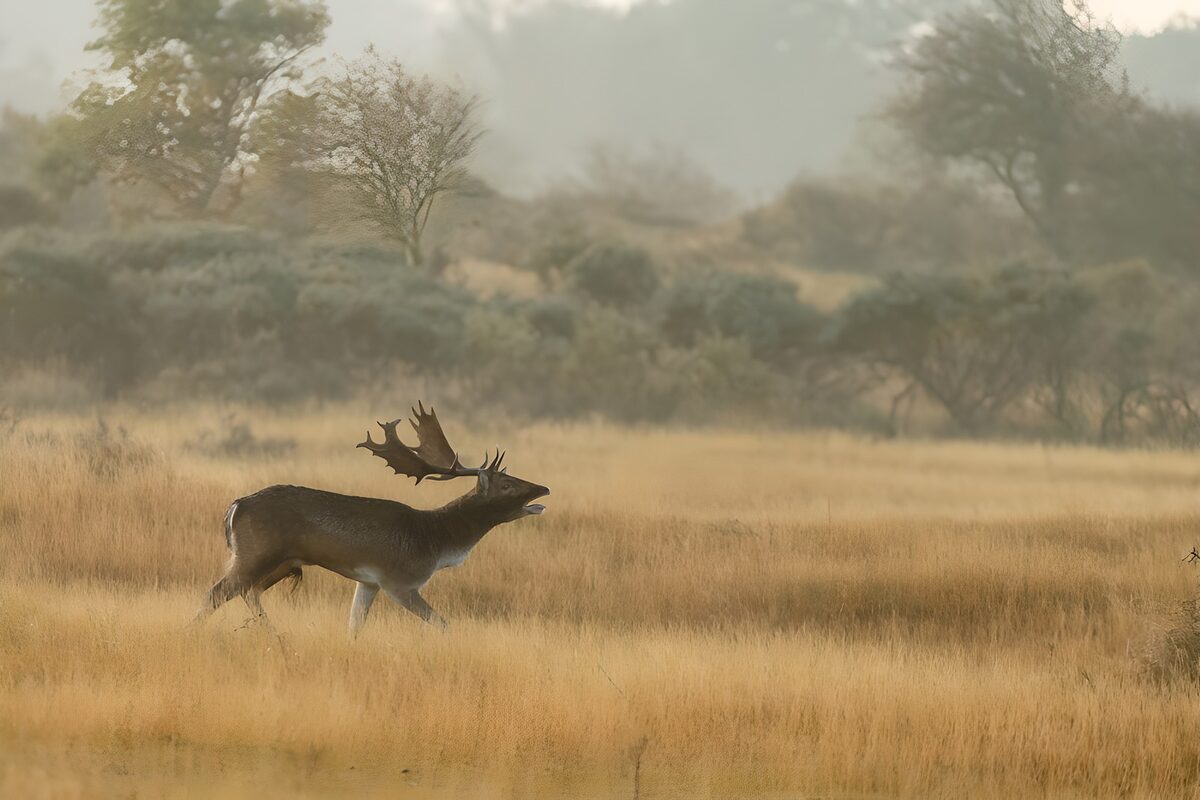 Fallow buck in golden grass