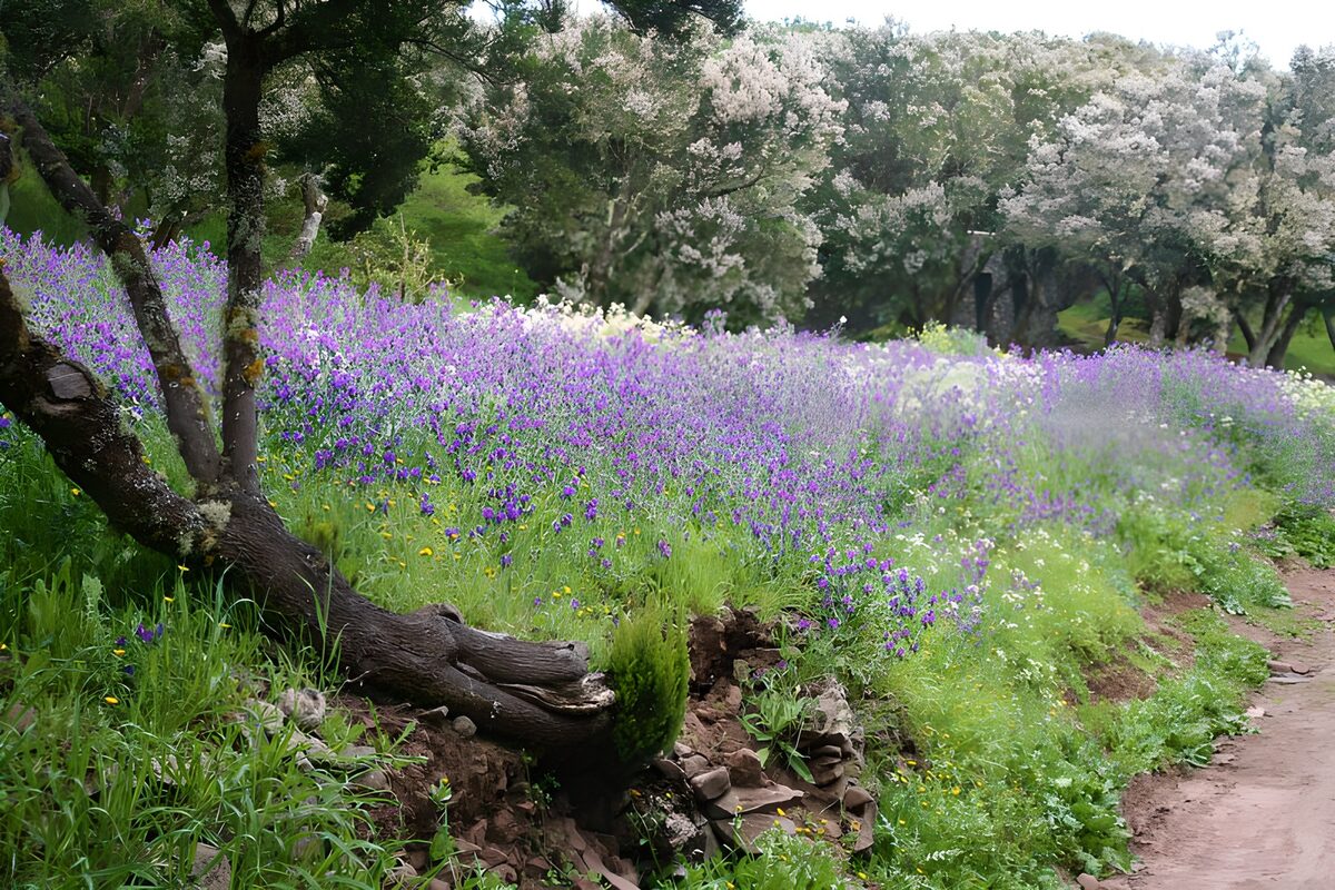 Purple wildflowers beneath a gnarled tree