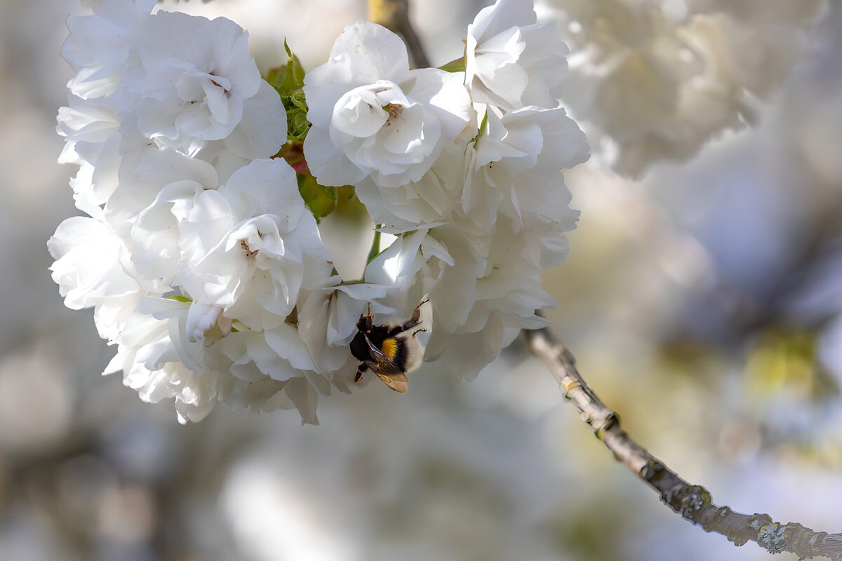 Bumblebee beneath sunlit white blossom