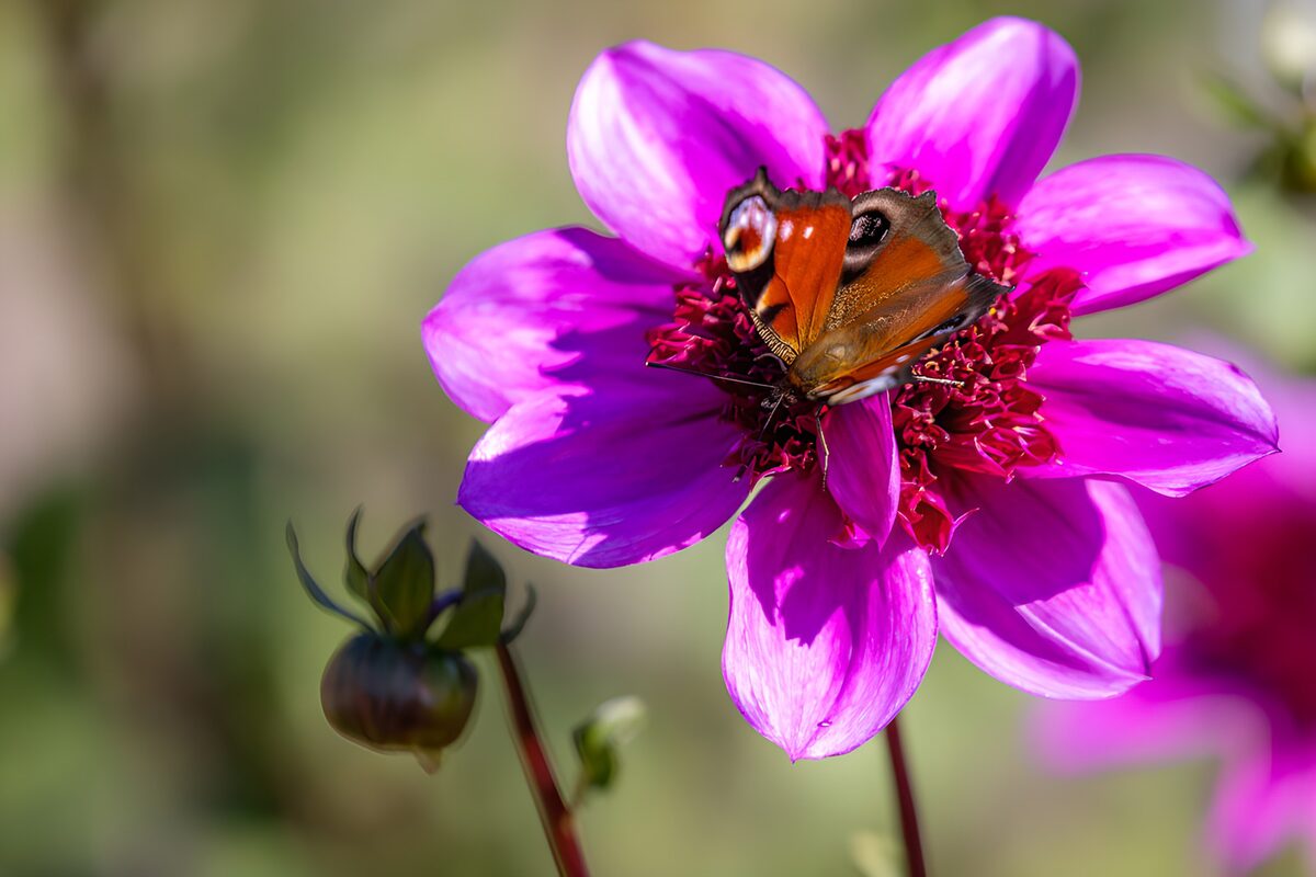 Peacock butterfly on a sunlit pink flower