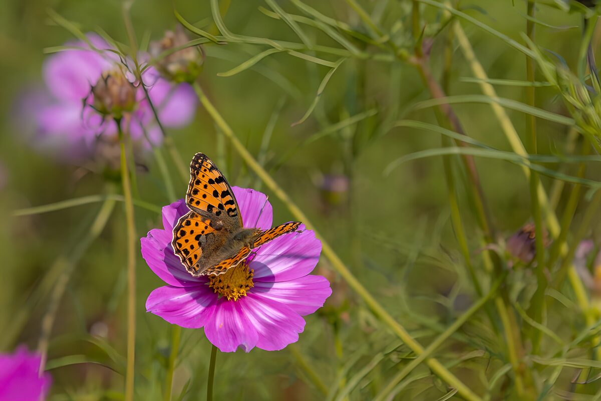 Orange butterfly on sunlit pink cosmos