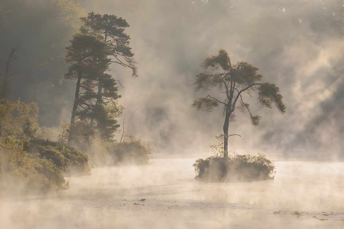 Pine islet on a misty lake