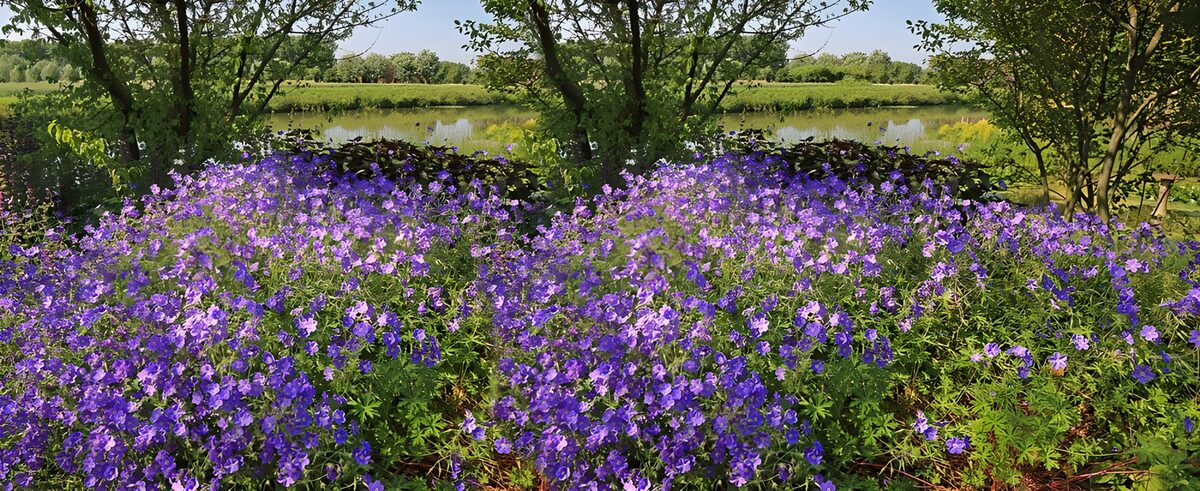 Purple flowers beside still water