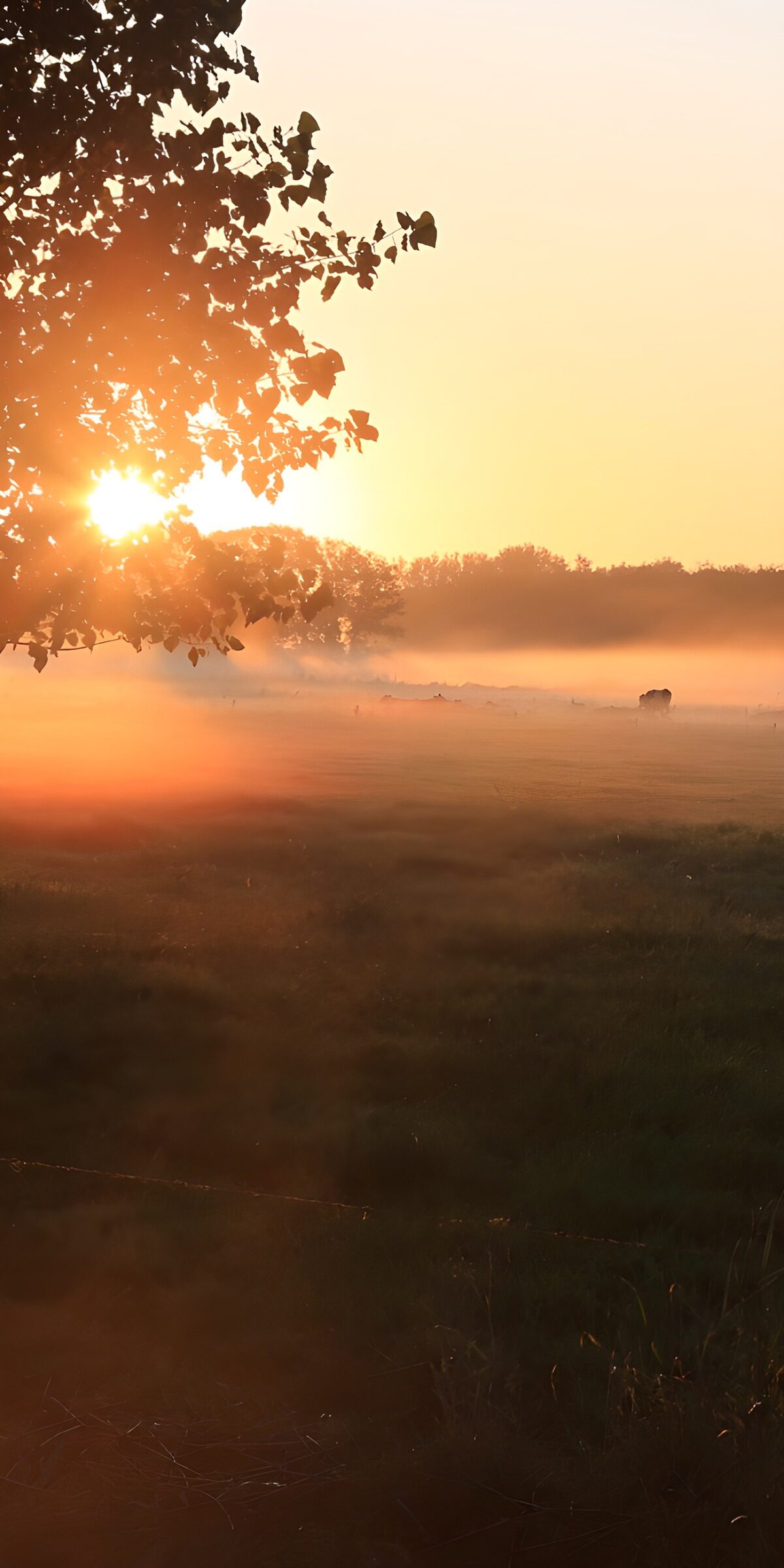 Gold spills through the meadow mist