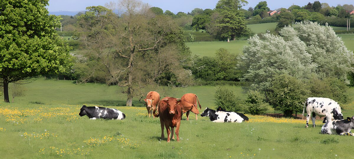 Cows at rest in a spring meadow