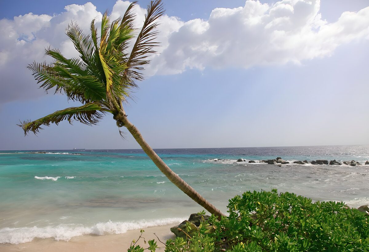 Leaning palm above a turquoise sea