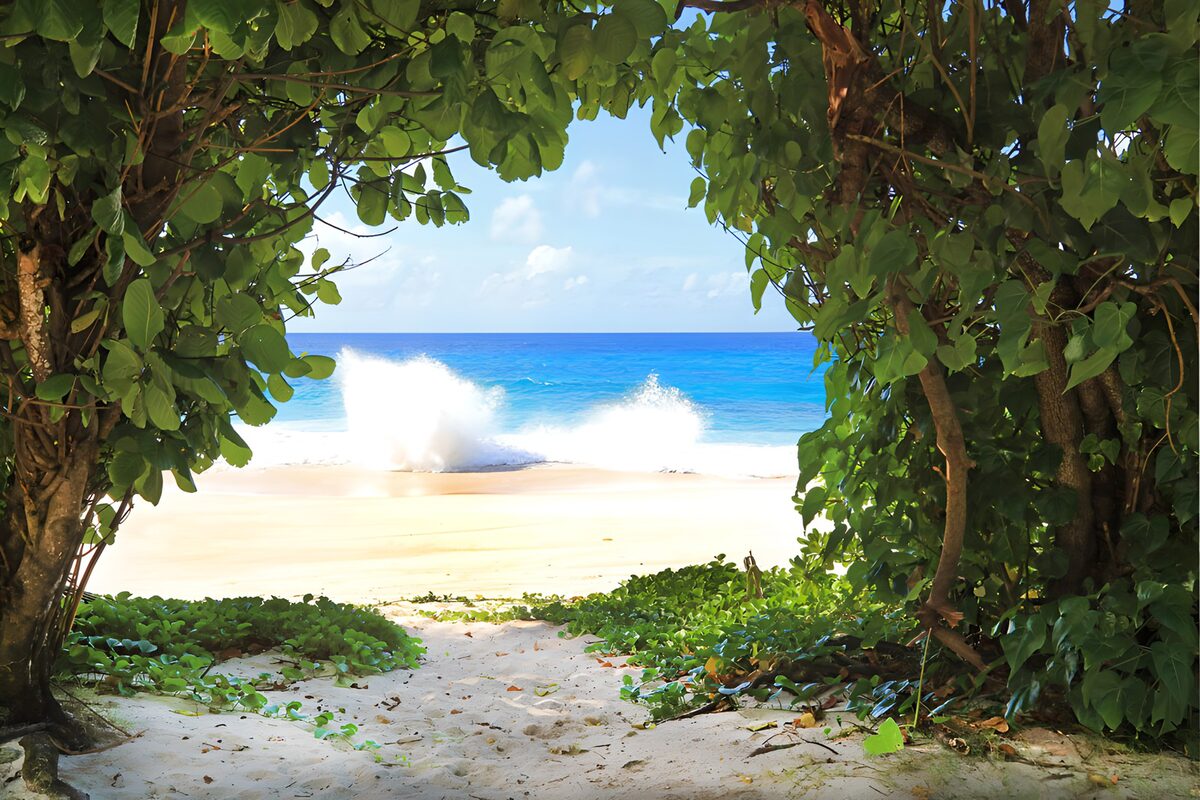 Sunlit beach through shady trees