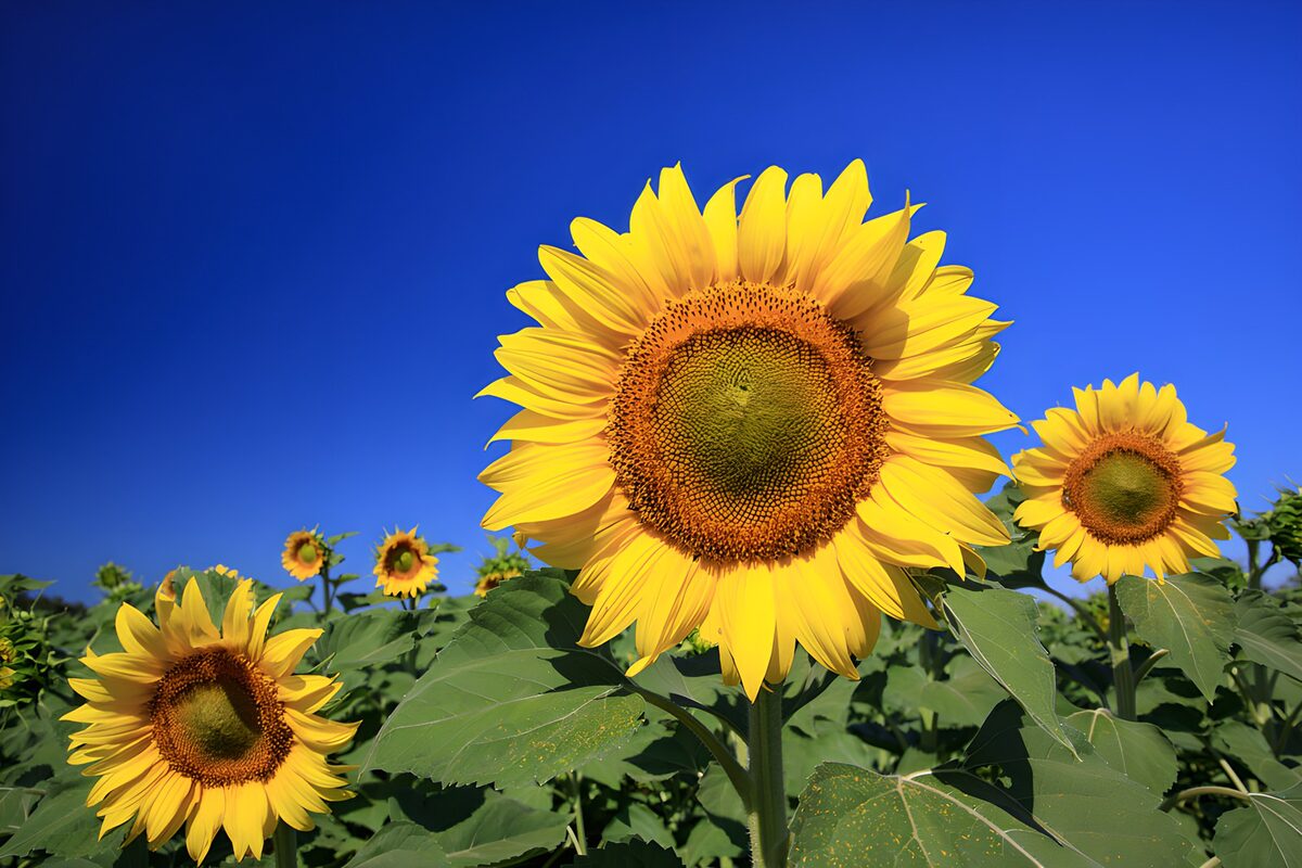 Sunflowers beneath a clear summer sky