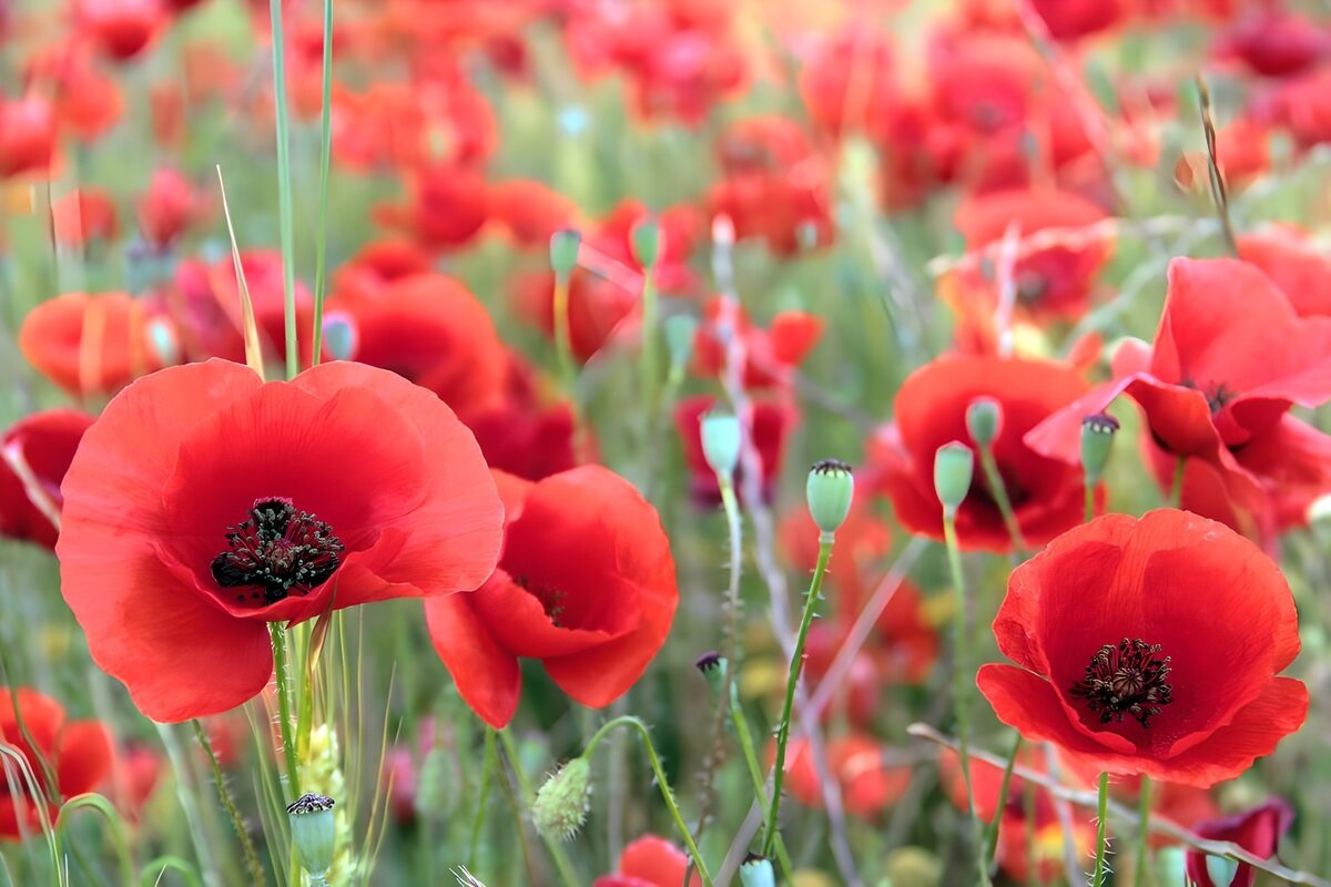 Red poppies in a sunlit tangle