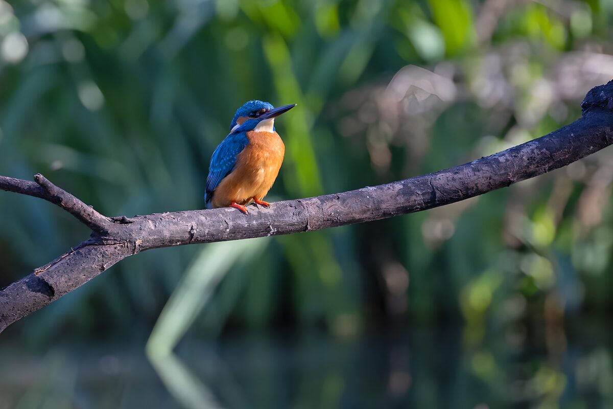 Kingfisher keeping an eye on things