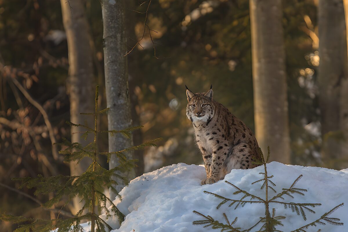 Eurasian lynx on a snowy mound