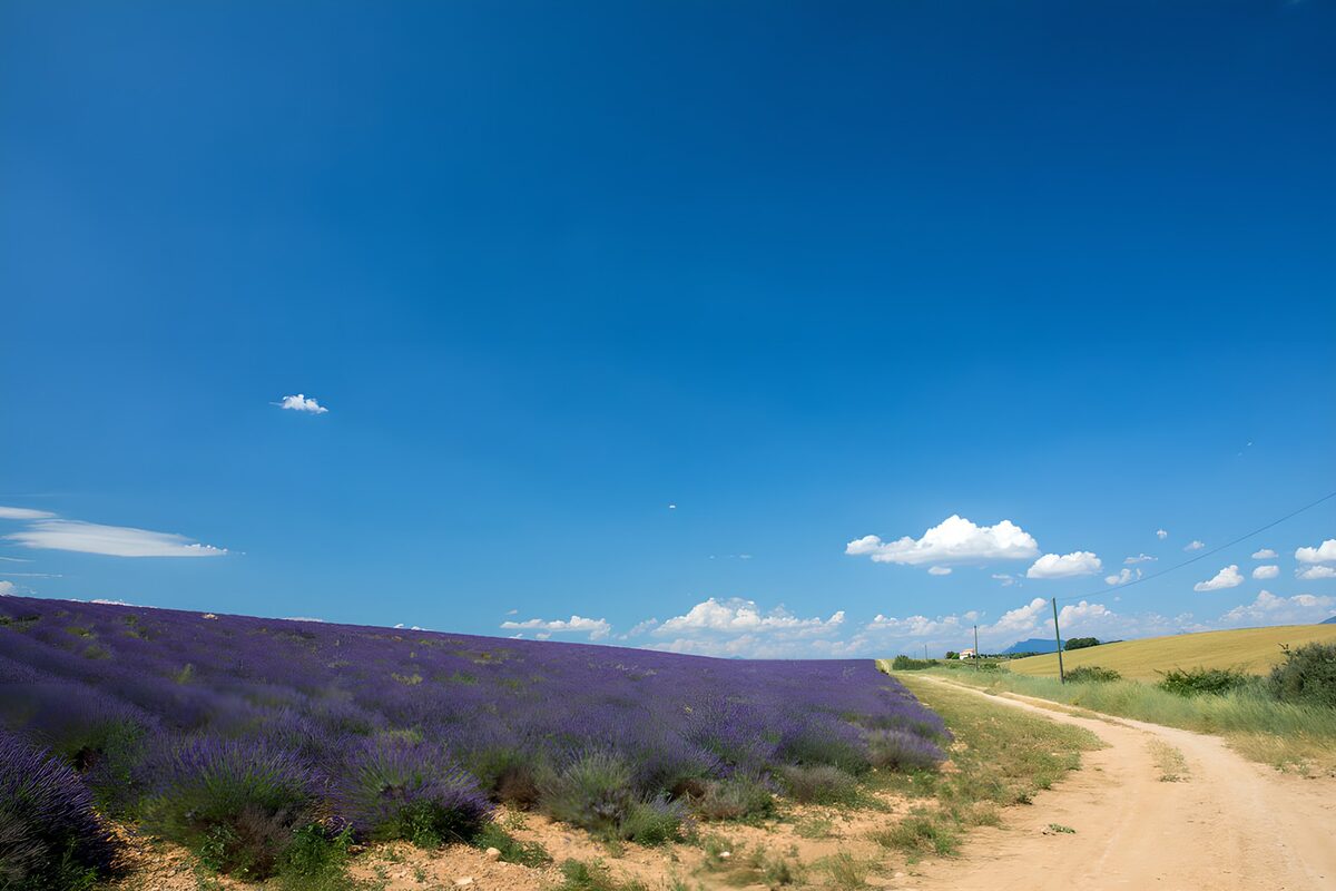Lavender beside a sunlit country track
